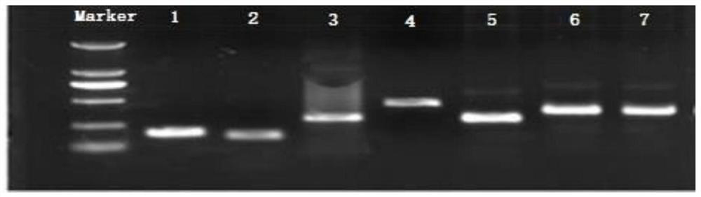 human type-III parainfluenza virus cold-adapted temperature-sensitive strain and application of cold-adapted temperature-sensitive strain