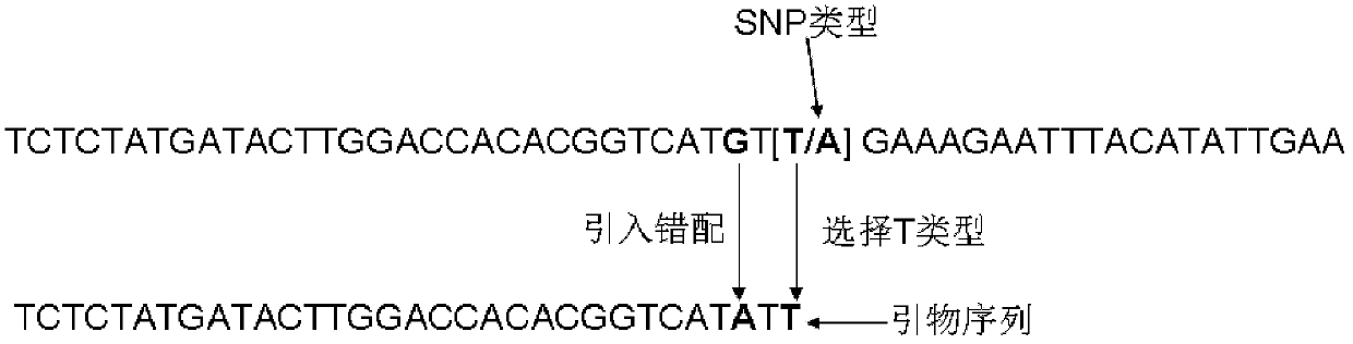SNP (Single Nucleotide Polymorphism) classification method and application based on PCR (Polymerase Chain Reaction)