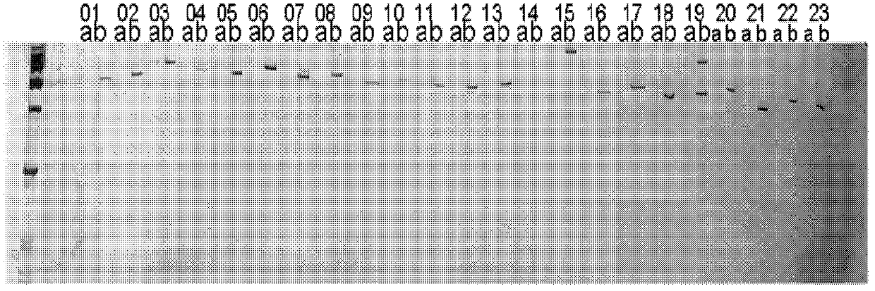 SNP (Single Nucleotide Polymorphism) classification method and application based on PCR (Polymerase Chain Reaction)