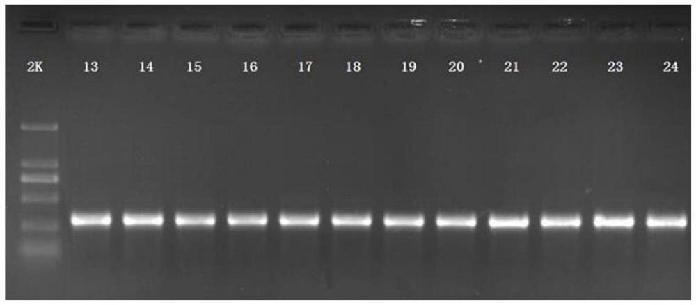 SNP marker related to growth rate character of basa fish, detection primers and application