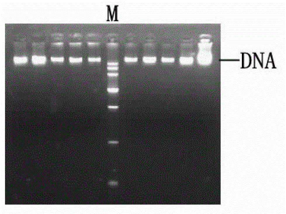 Cultivating method of laying hen with low egg yolk cholesterol content