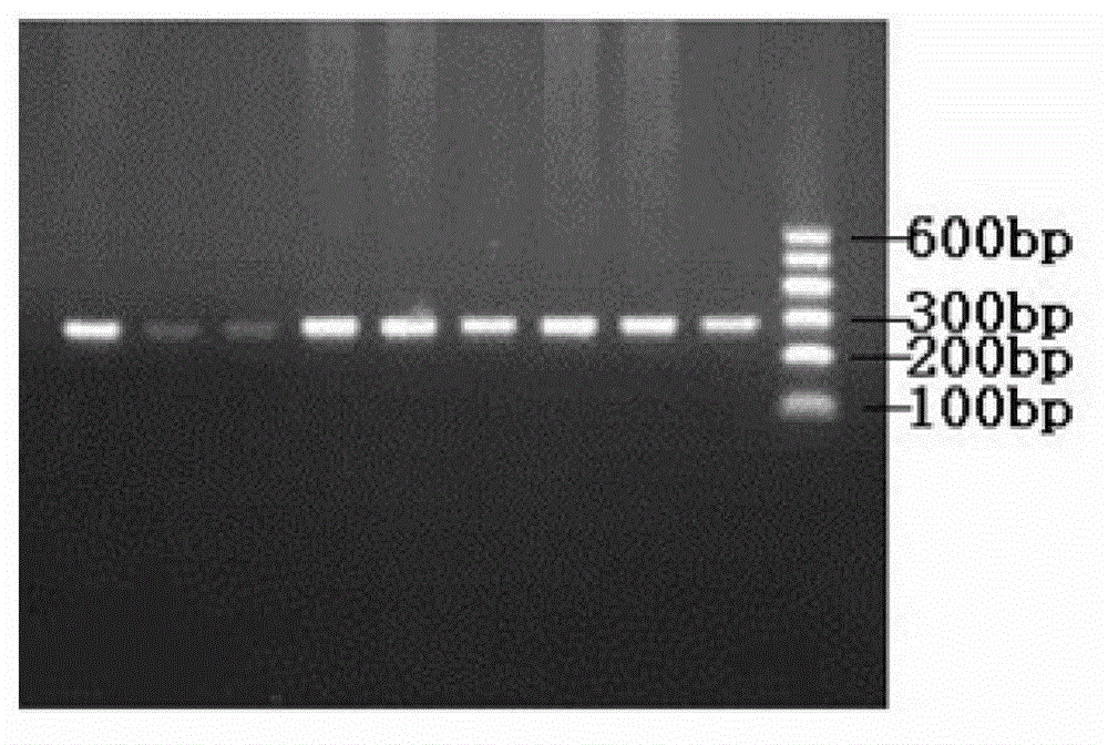 Cultivating method of laying hen with low egg yolk cholesterol content