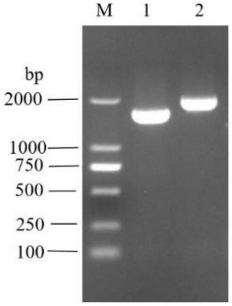 FsCYP51 gene and application thereof