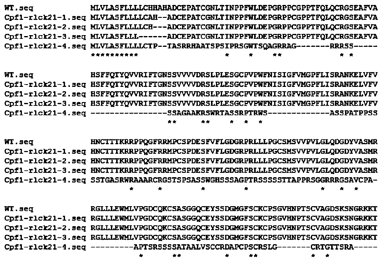Rice receptor kinase gene OsRLCK21, protein encoded by rice receptor kinase gene OsRLCK21and application