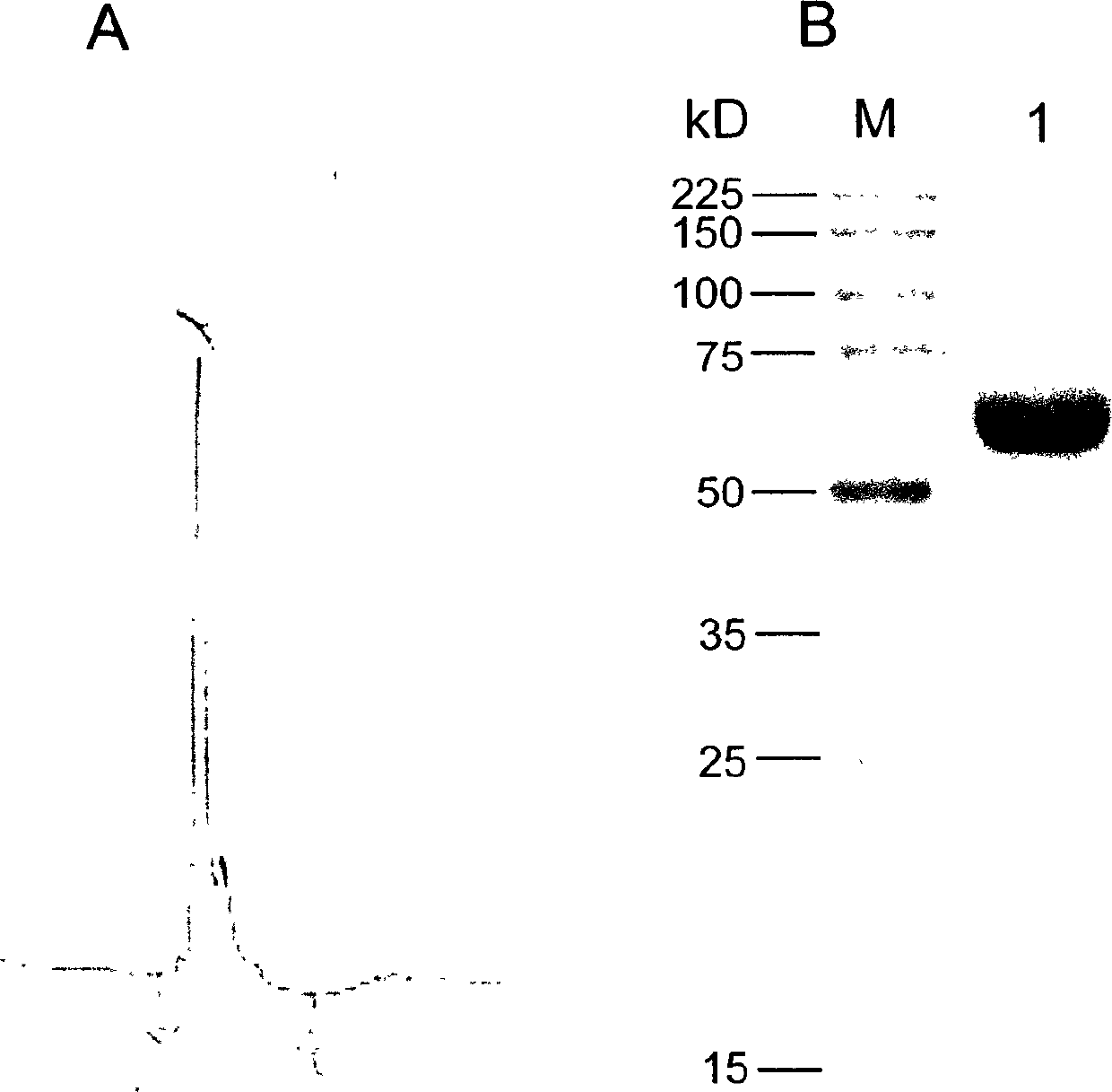 Related gene and protein for preventing and treating Japanese blood fluke infection, and its uses