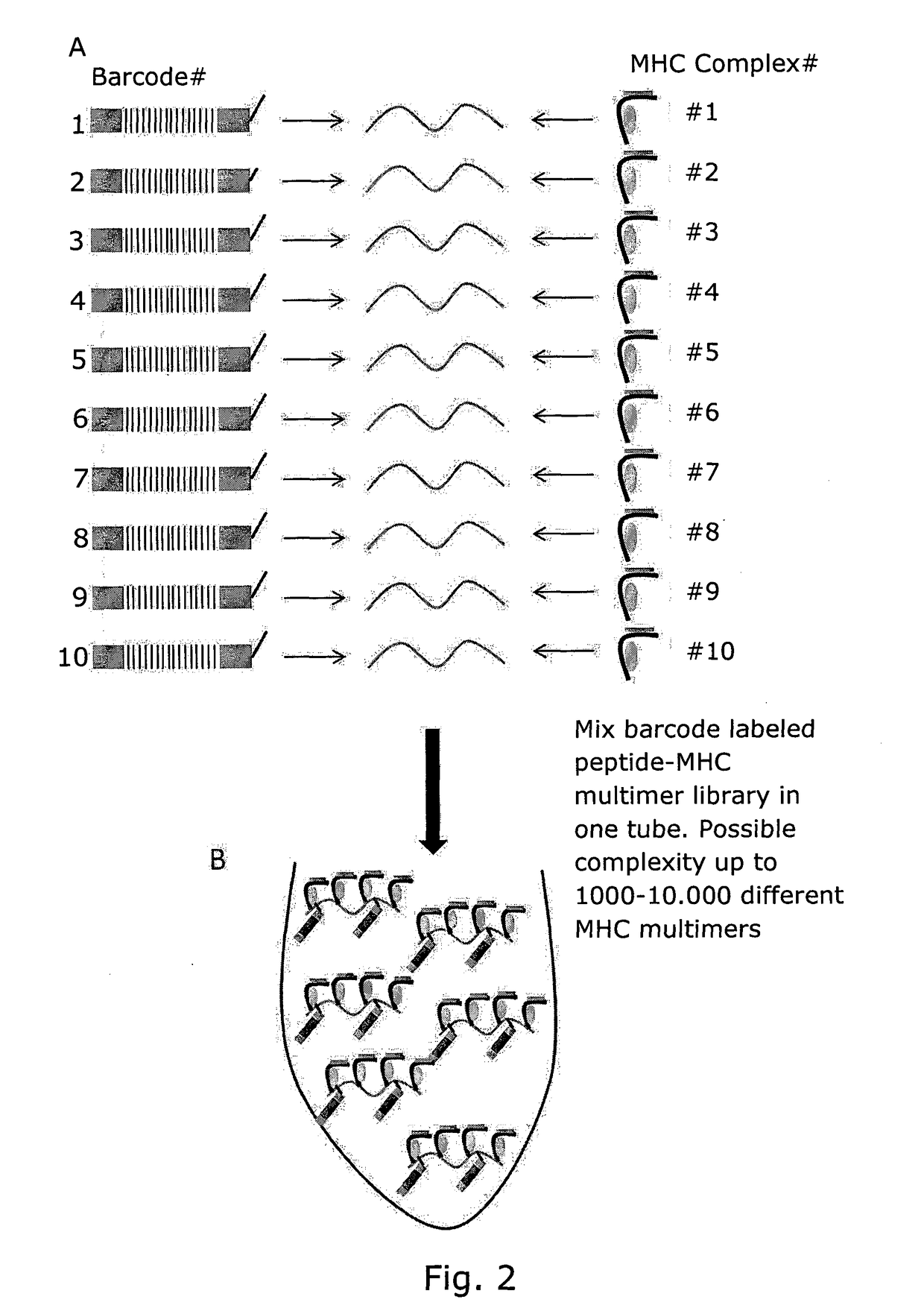 Determining Antigen Recognition through Barcoding of MHC Multimers