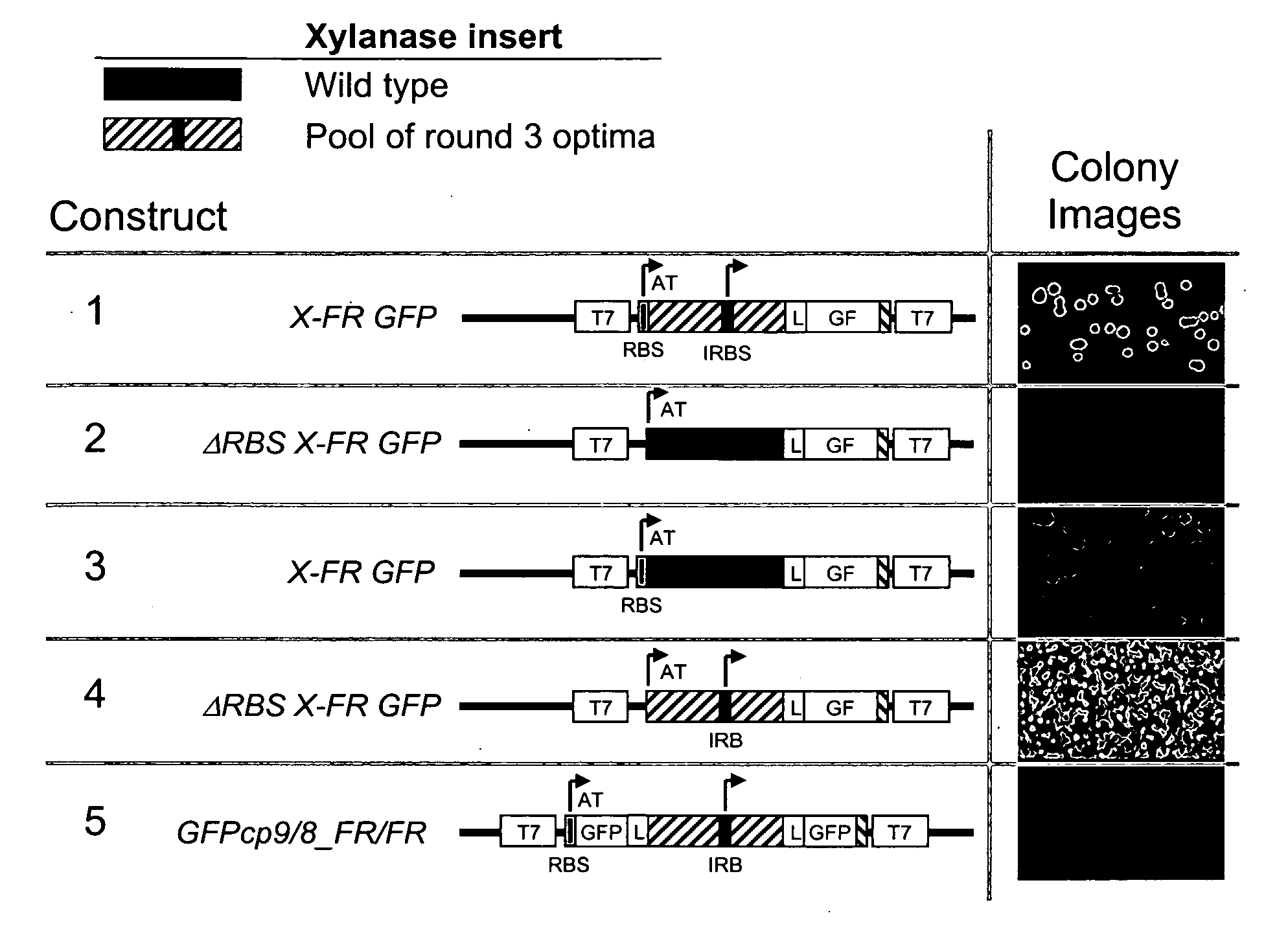 Circular permutant GFP insertion folding reporters