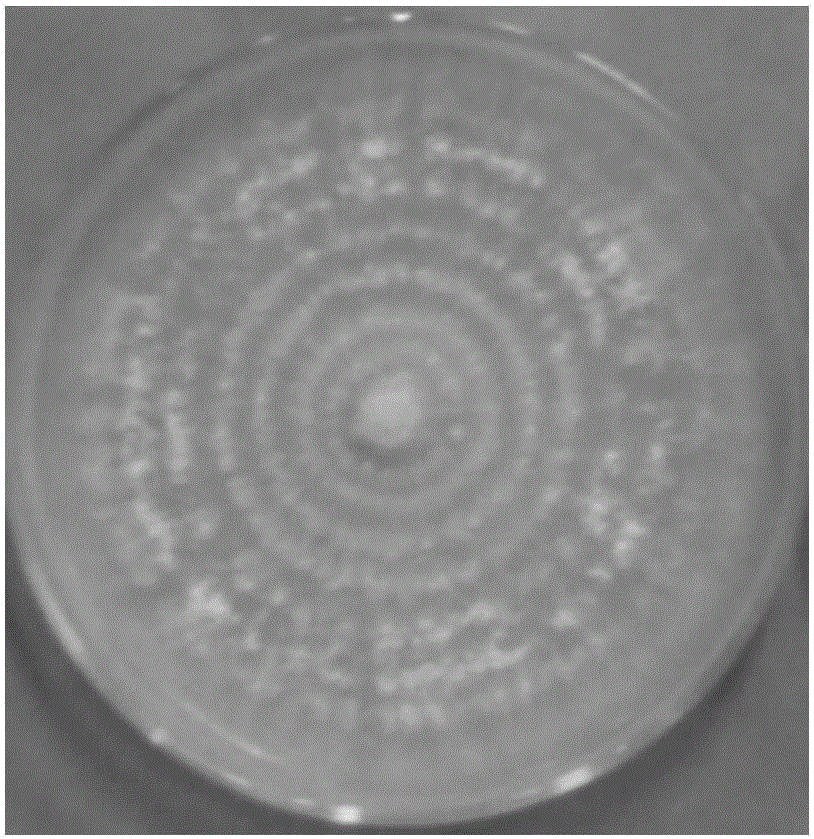 A kind of Agaricus dwarf and its application in Dendrobium officinale against leaf spot