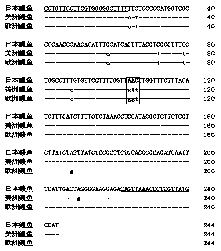 DNA (deoxyribonucleic acid)-barcode-based eel species identification method