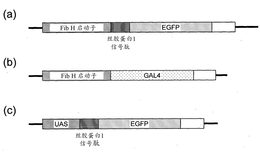 Posterior silk gland gene expression unit and transgenic silkworm containing same