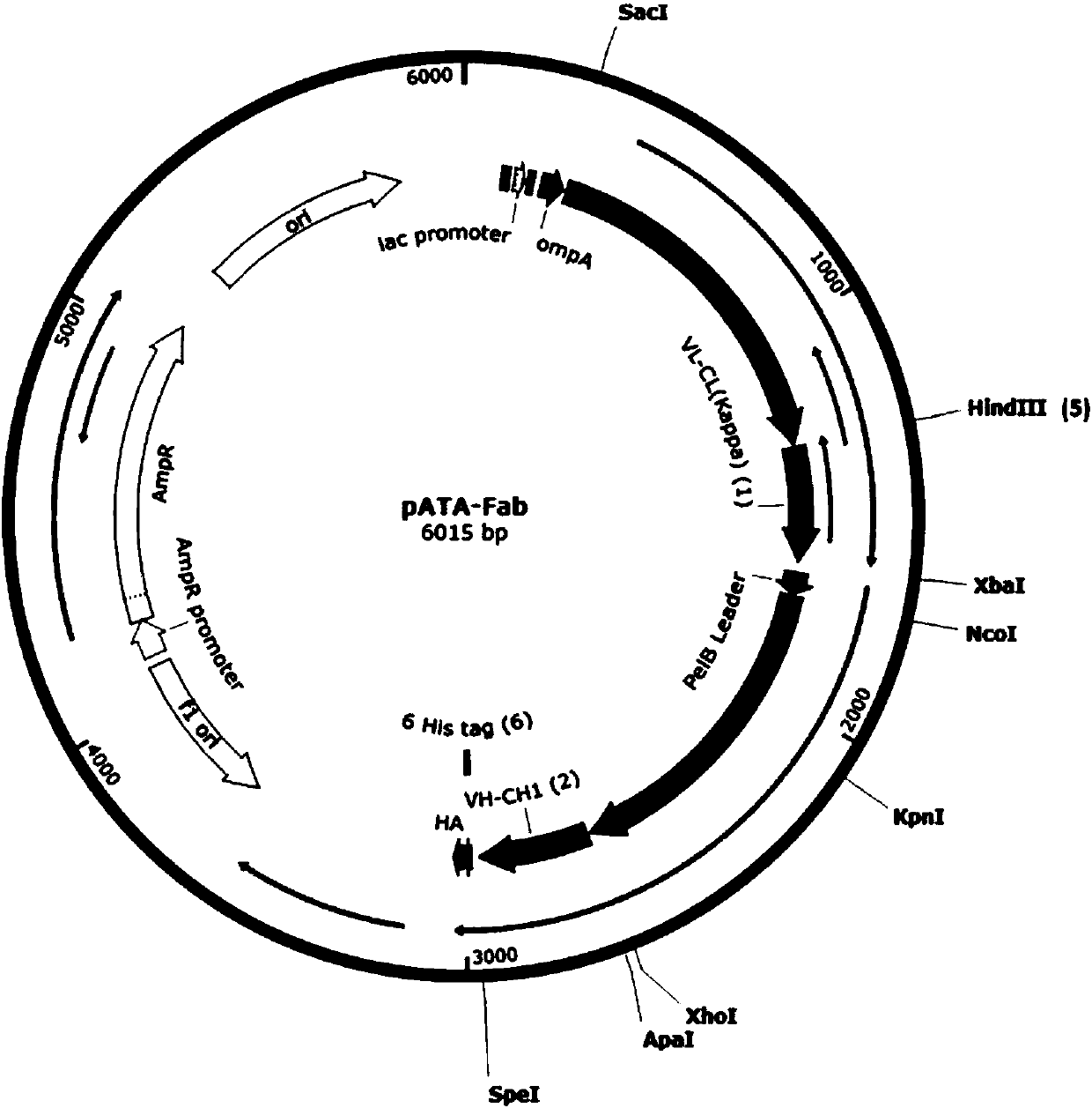 Novel human-derived Fab phage display vector