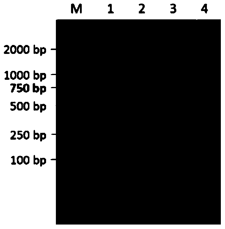 Novel human-derived Fab phage display vector