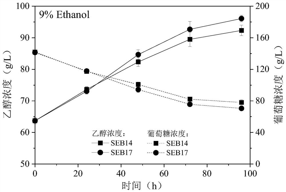 Multi-tolerance saccharomyces cerevisiae strain and construction method and application thereof