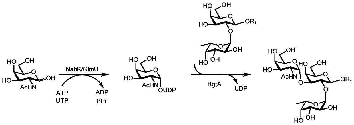 Synthesis method of GalNAc&lt;alpha&gt;1, 3Gal or Gal&lt;alpha&gt;1, 3Gal glycosidic bond oligosaccharide