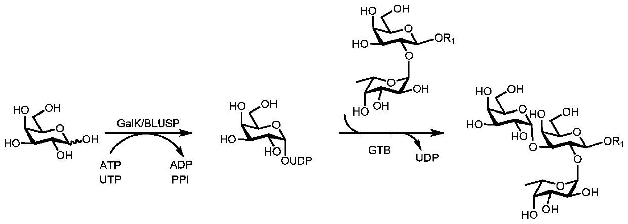 Synthesis method of GalNAc&lt;alpha&gt;1, 3Gal or Gal&lt;alpha&gt;1, 3Gal glycosidic bond oligosaccharide