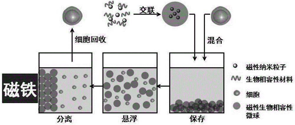 Method for cell preservation by use of biocompatible particles