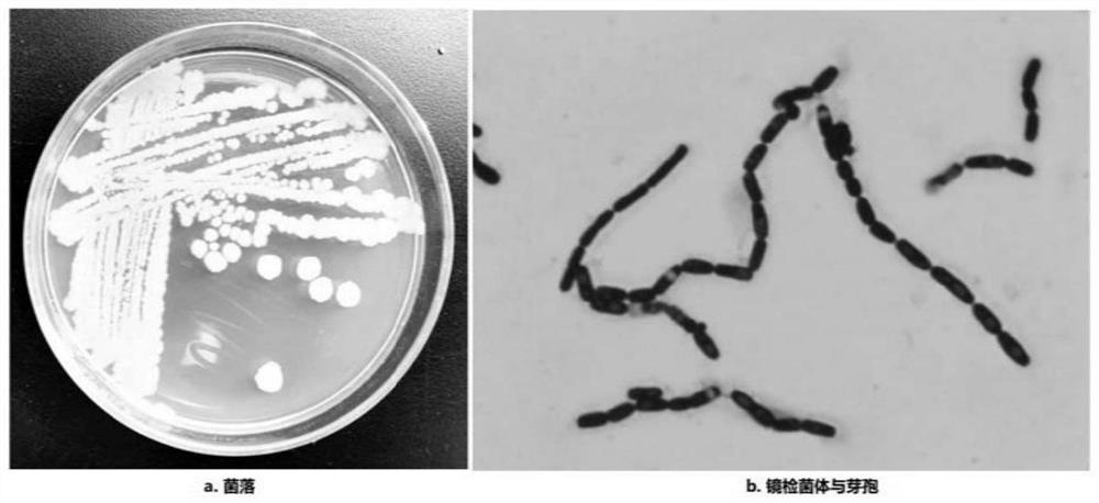 A plant Bacillus gbw-f008 producing indole acetic acid and its application