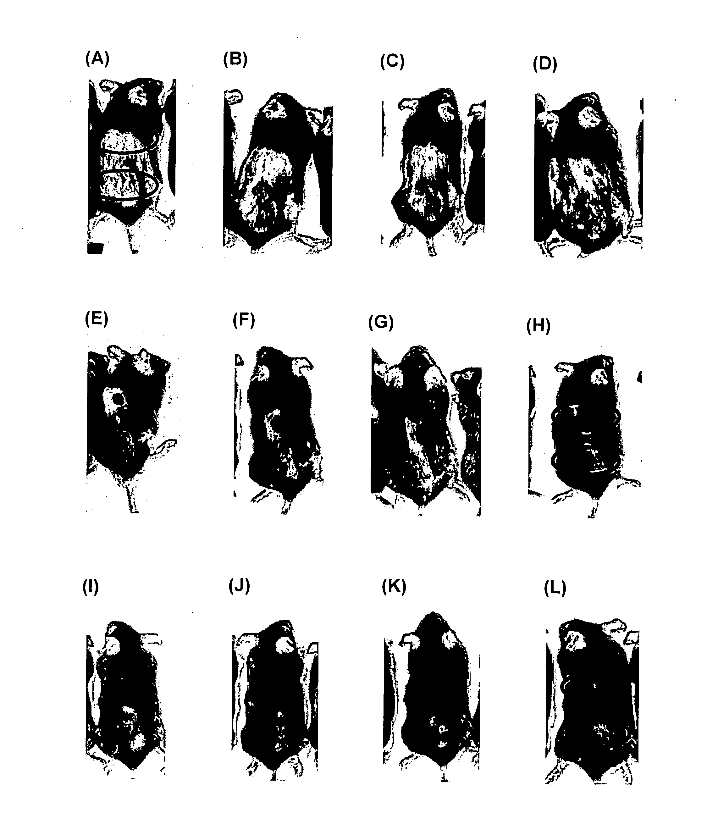 Method of Treatment or Prevention of Hair Loss or for the Enhancement of Hair Growth