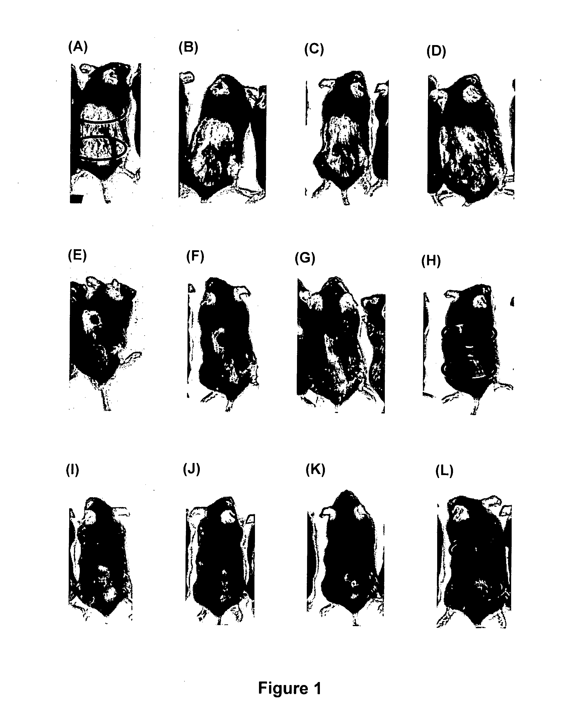 Method of Treatment or Prevention of Hair Loss or for the Enhancement of Hair Growth