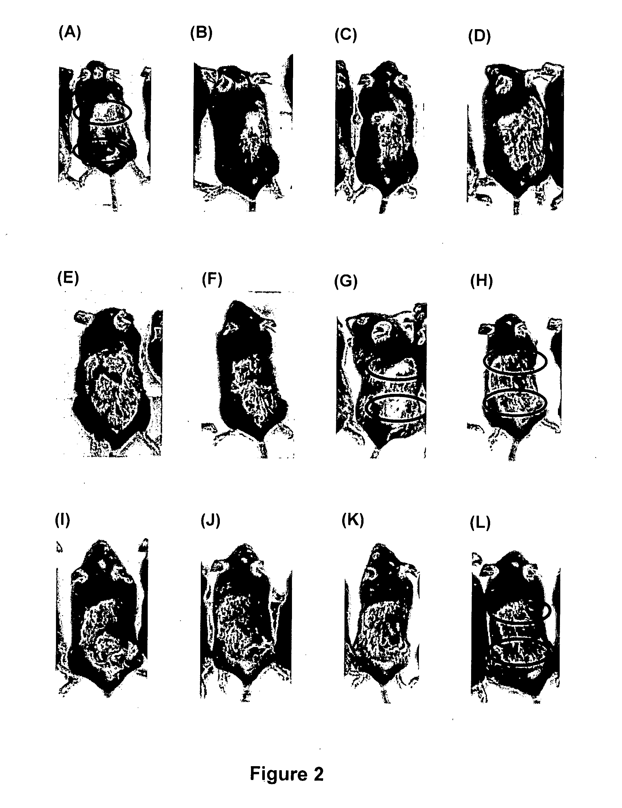 Method of Treatment or Prevention of Hair Loss or for the Enhancement of Hair Growth