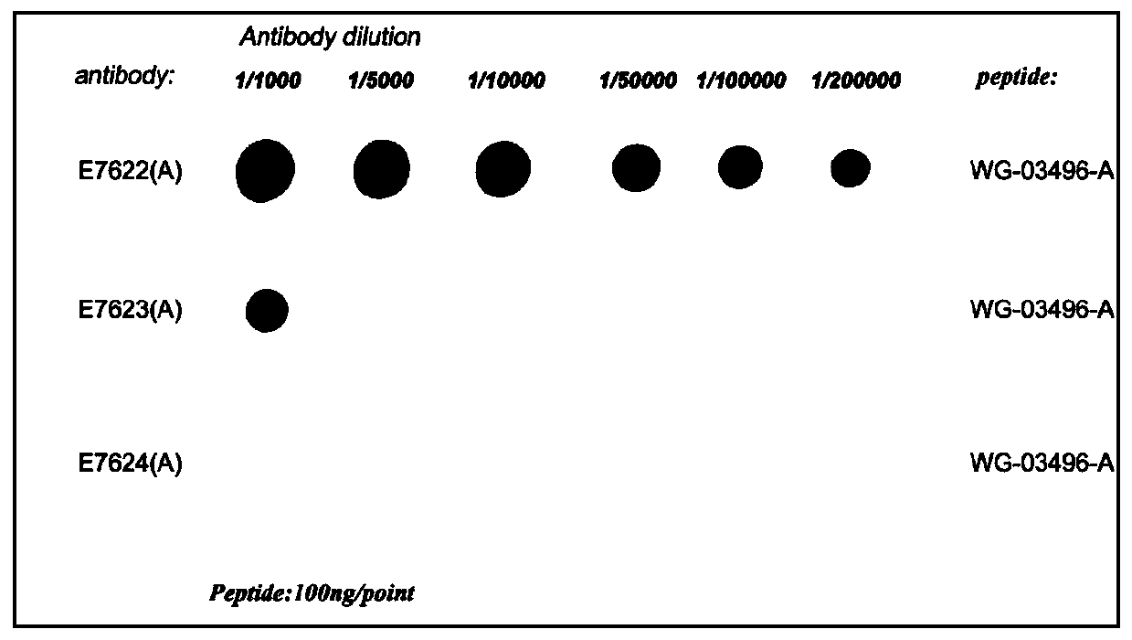 Dominant epitope peptide of anti-Mrgprx2 antibody and application thereof