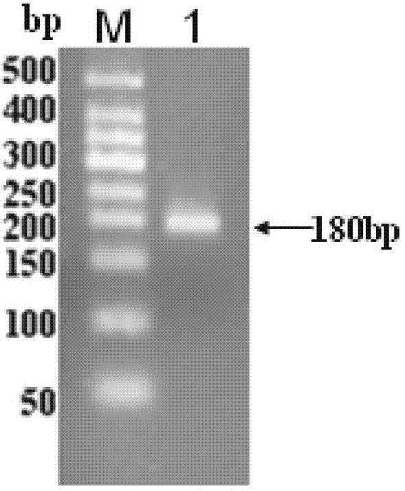 Hermetia illucens L antibacterial peptide, preparation method and application thereof
