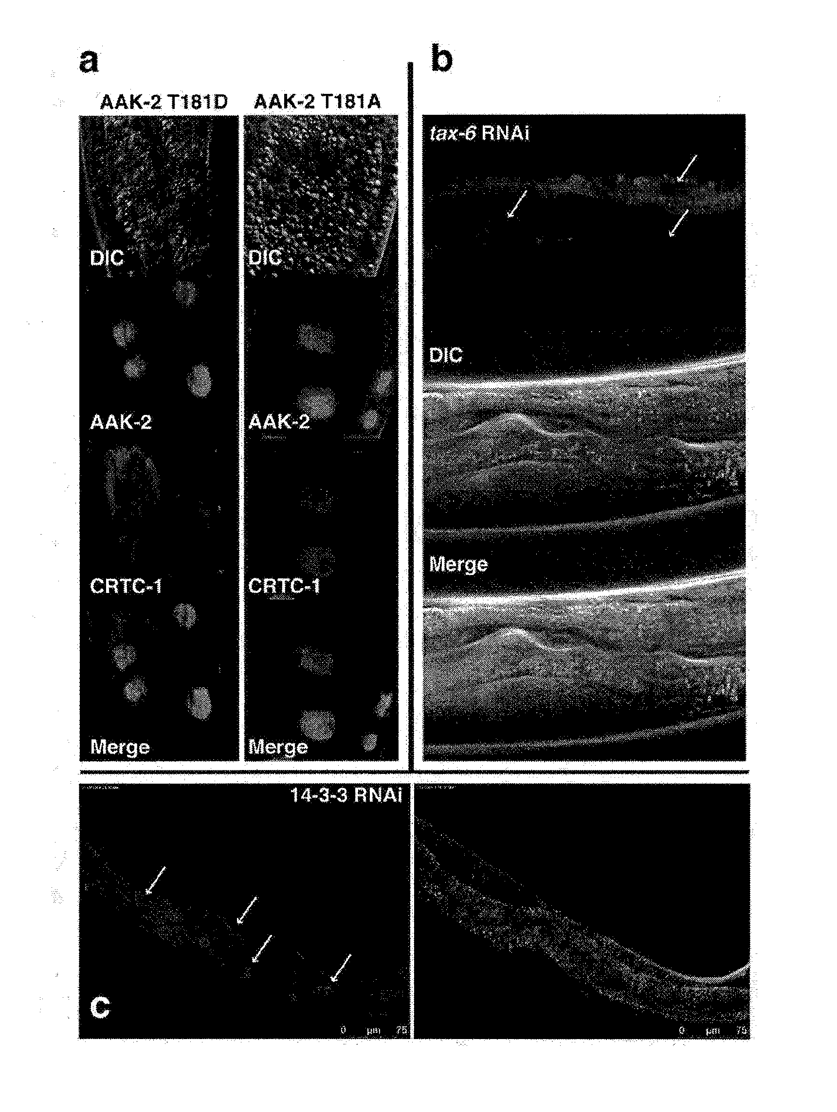 Increasing lifespan by modulating crtc expression or localization, and methods of screening for modulators of same