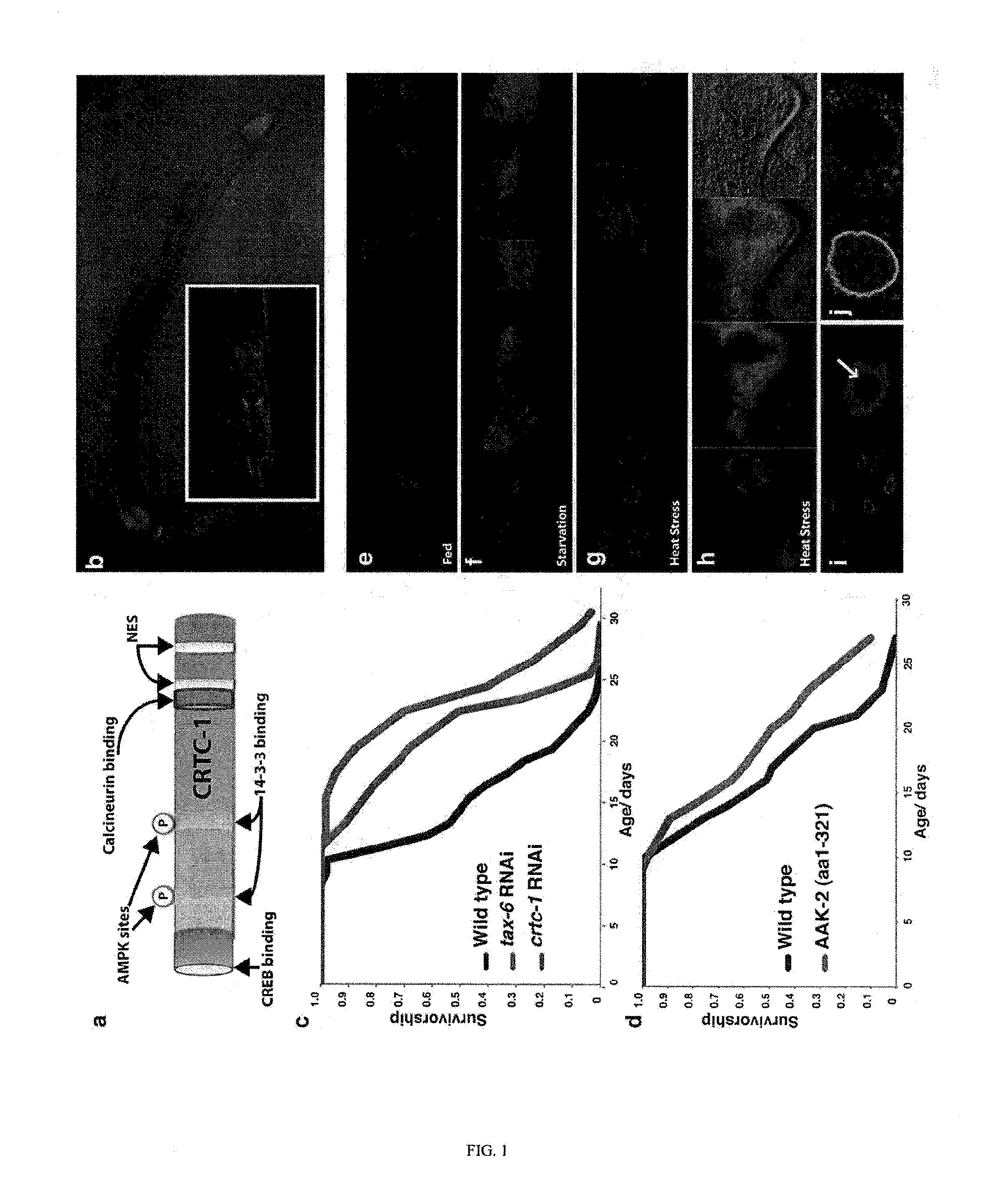 Increasing lifespan by modulating crtc expression or localization, and methods of screening for modulators of same