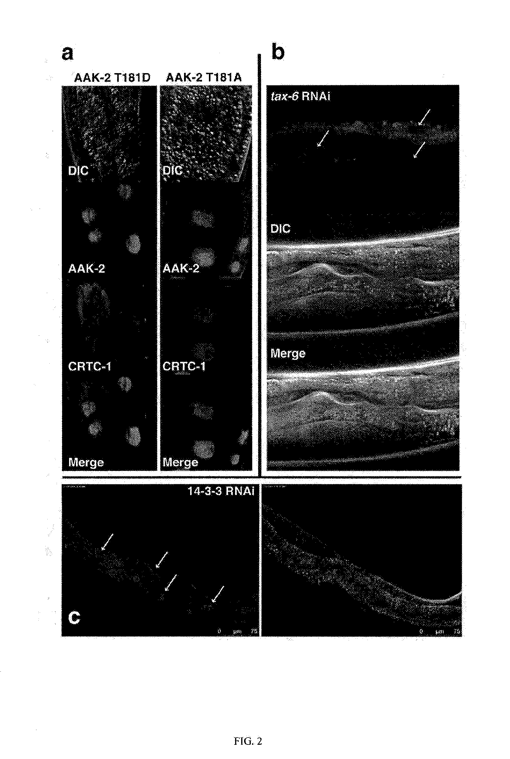 Increasing lifespan by modulating crtc expression or localization, and methods of screening for modulators of same