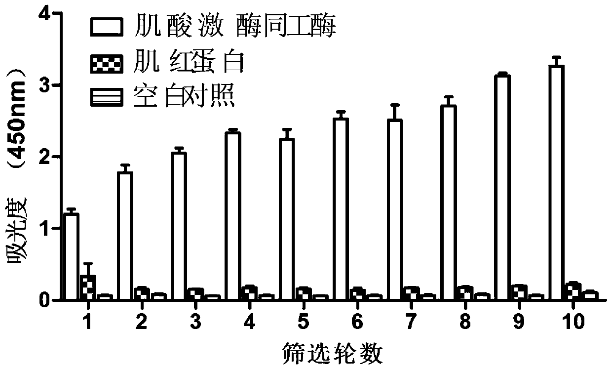 A group of creatine kinase isoenzyme nucleic acid aptamers and their applications