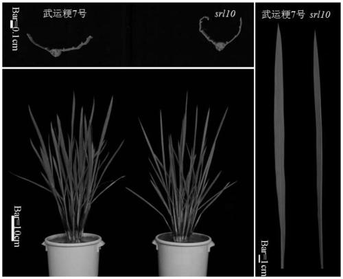 Rice half-leaf-curl gene SRL10 and application thereof