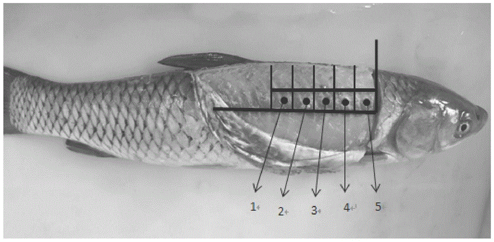 A quality grading method for crispy grass carp meat based on texture analyzer