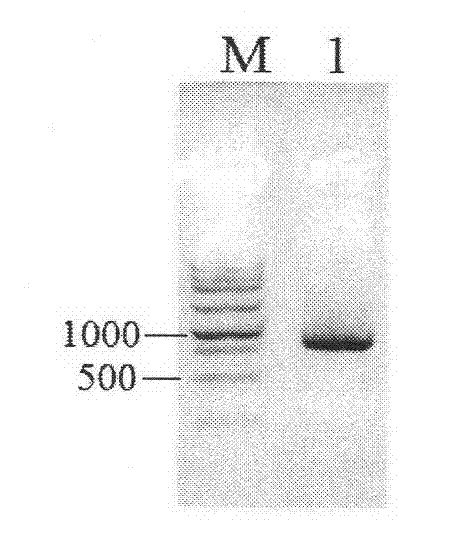 Orotate phosphoribosyltransferase promoter and its application and construct and vector