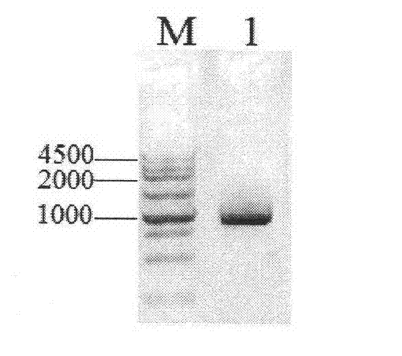 Orotate phosphoribosyltransferase promoter and its application and construct and vector