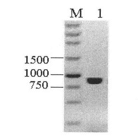 Orotate phosphoribosyltransferase promoter and its application and construct and vector