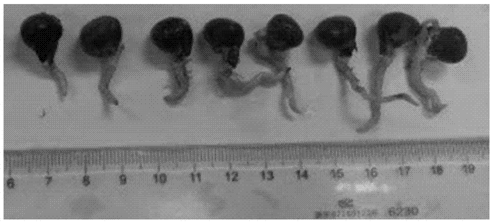 Streblus indicus seedling propagation method