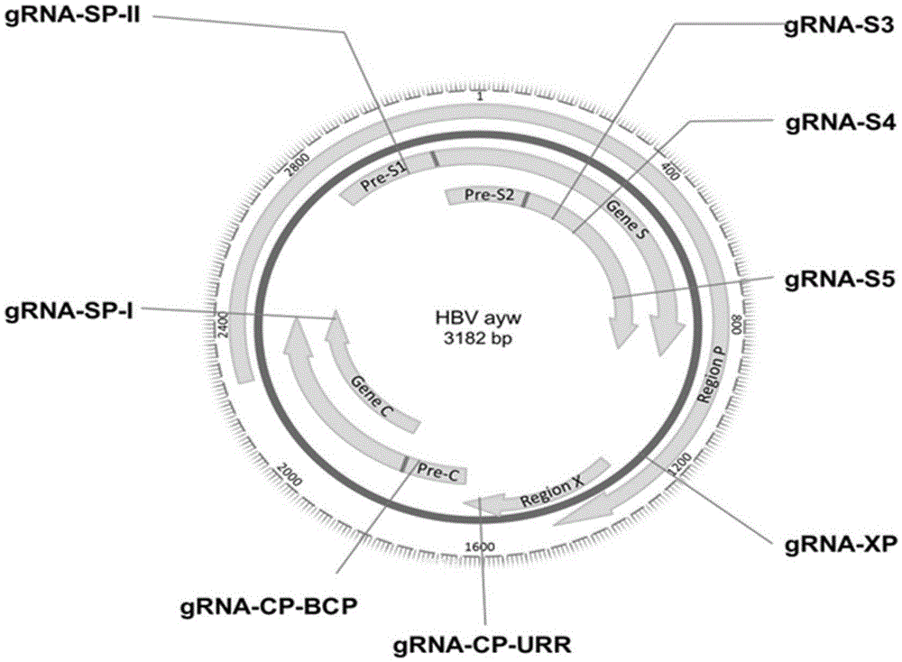 Application of CRISPR-Cas9 system based on new gRNA (guide ribonucleic acid) sequence in preparing drugs for treating hepatitis B