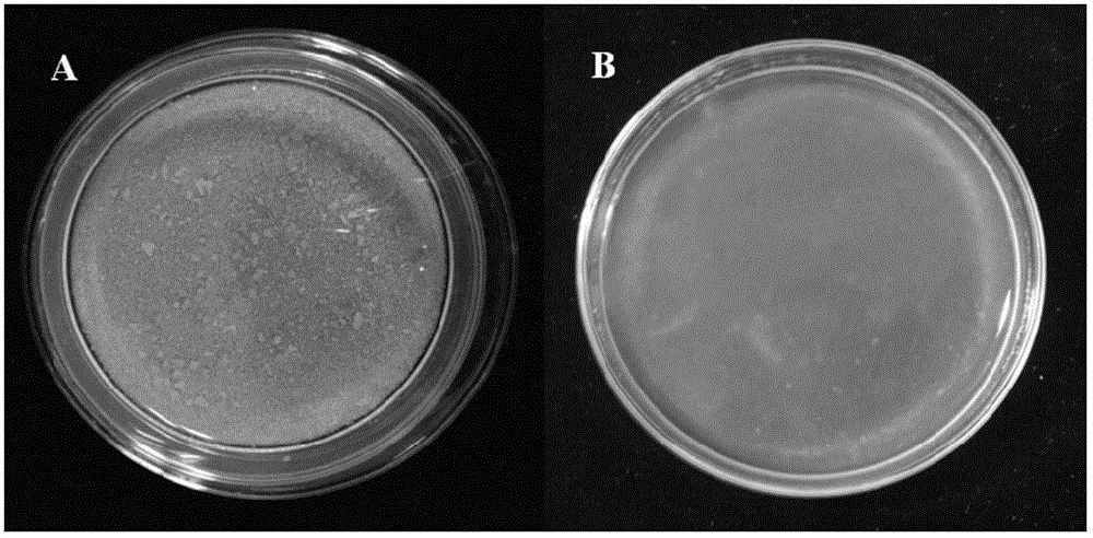 Method for converting prunus avium L. through target genes and application thereof to instantaneous conversion of prunus avium L. protoplasts