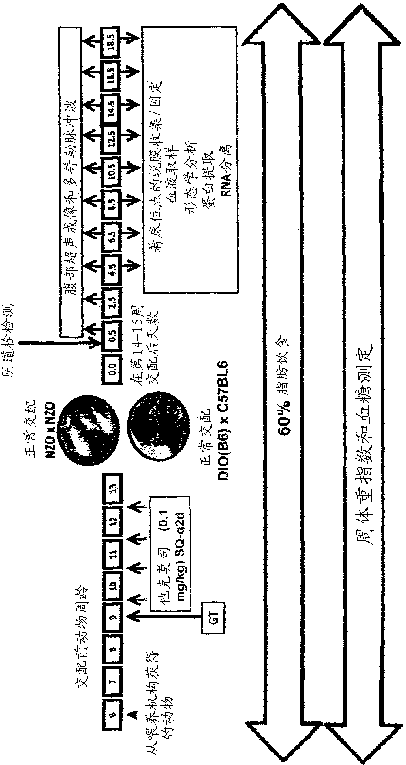 Methods and compositions for enhancing fertility and/or inhibiting pregnancy failure and restoring glucose tolerance
