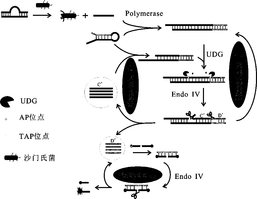 A method for the detection of Salmonella by enzyme repair isothermal cycle amplification fluorescence method