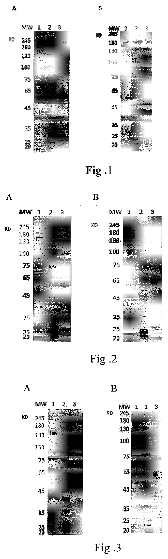 A fully native human neutralizing monoclonal antibody against tetanus toxin and its applications