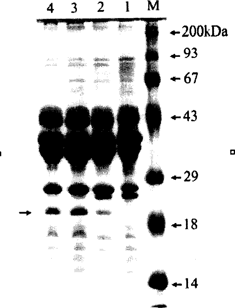V. alginolyticus outer-membrane protein W gene, process for preparing the same and uses thereof