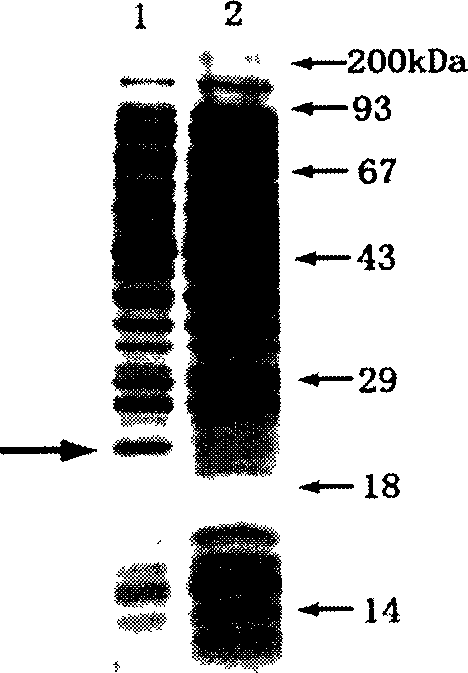V. alginolyticus outer-membrane protein W gene, process for preparing the same and uses thereof