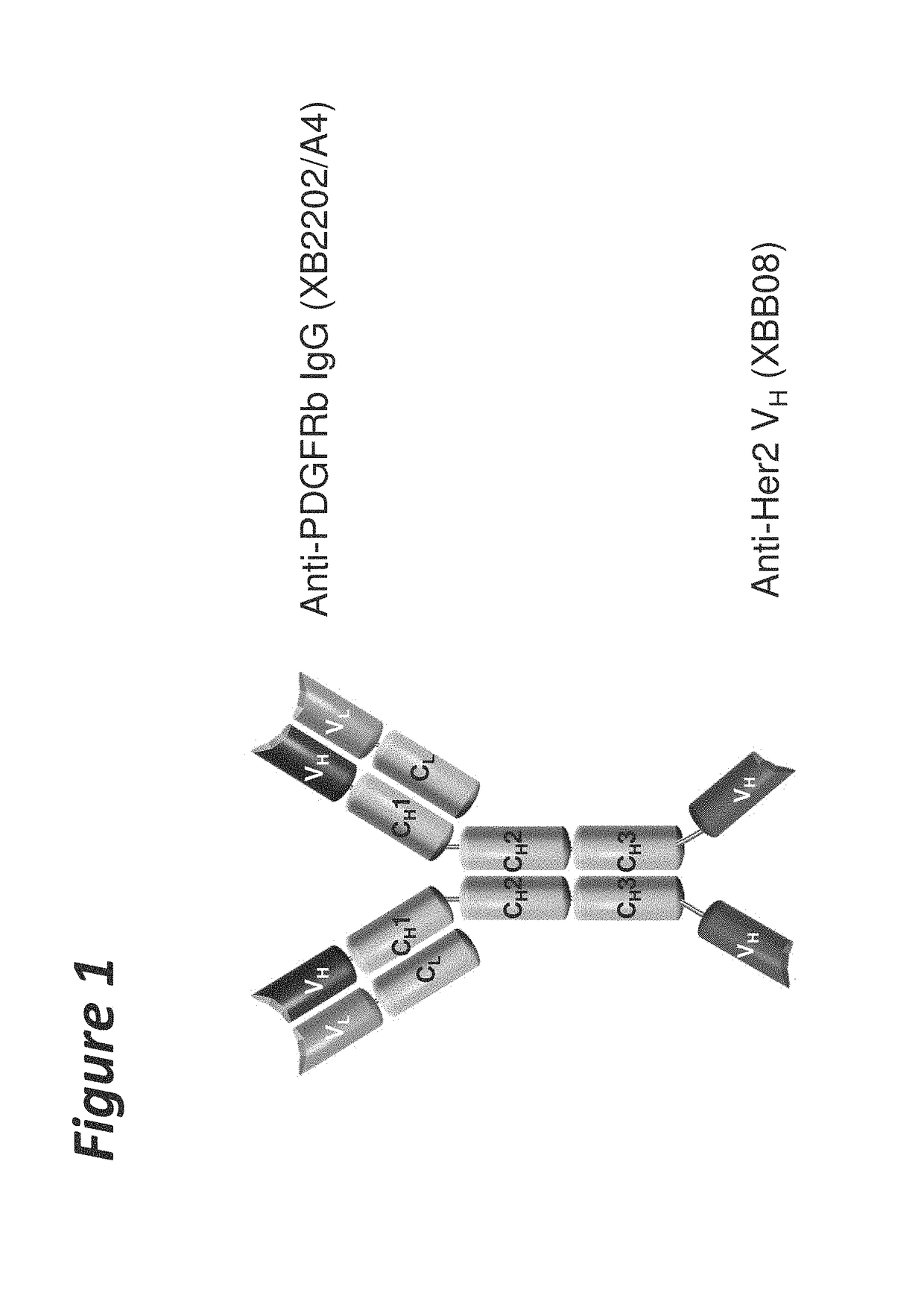 Bi-specific antigen-binding polypeptides