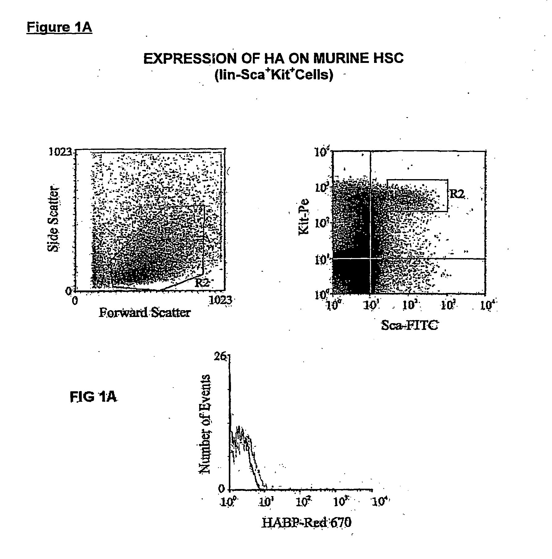 Detection of haematopoietic stem cells and progeny and uses thereof