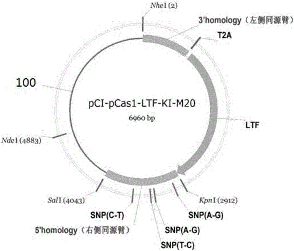 Site-directed knock-in plasmid vector for porcine mammary gland-specific high-expression lactoferrin gene and application thereof