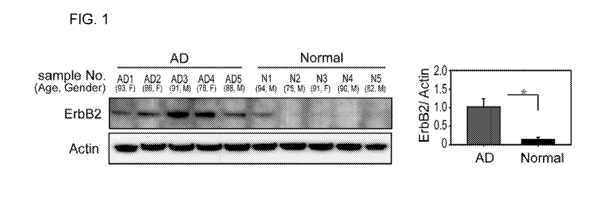 ErbB2 REGULATES AUTOPHAGIC FLUX TO MODULATE THE PROTEOSTASIS OF APP-CTFs IN ALZHEIMER'S DISEASE