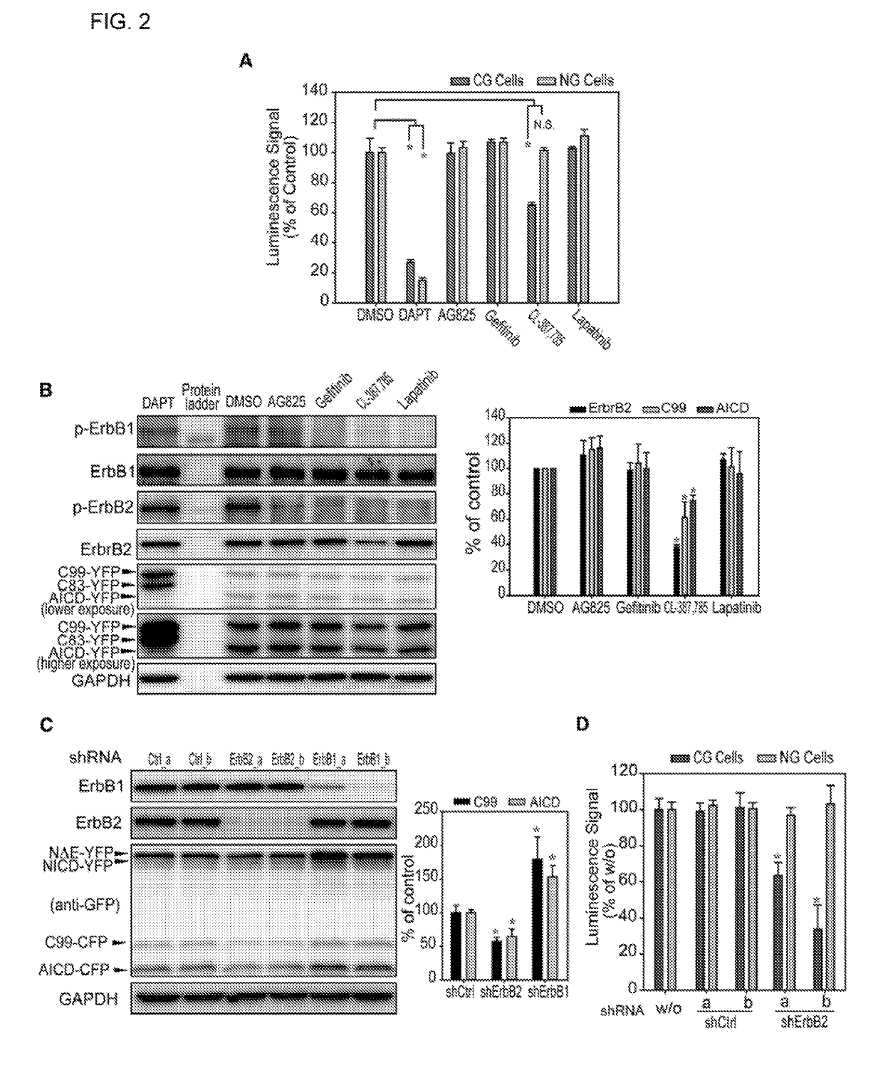 ErbB2 REGULATES AUTOPHAGIC FLUX TO MODULATE THE PROTEOSTASIS OF APP-CTFs IN ALZHEIMER'S DISEASE