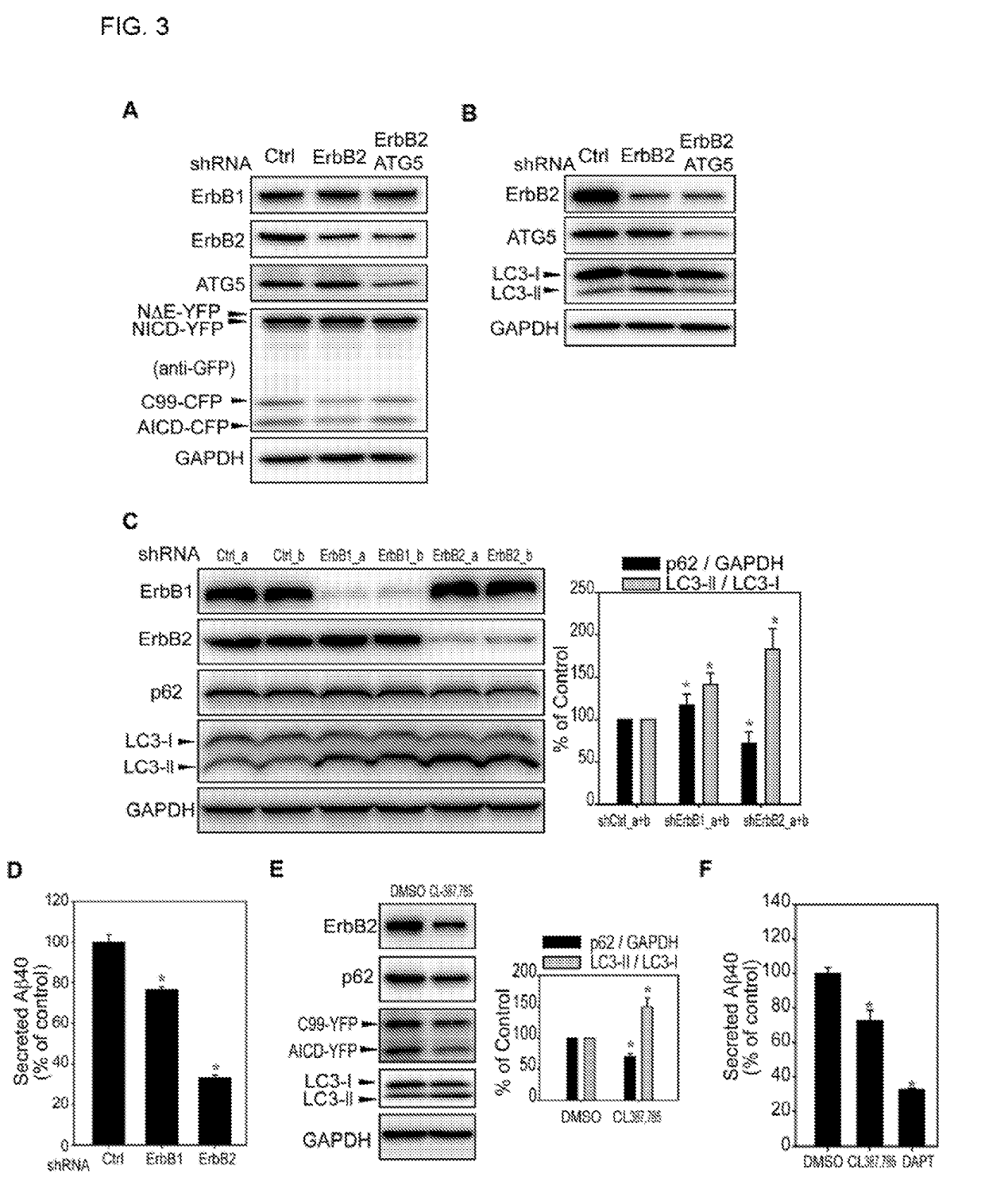 ErbB2 REGULATES AUTOPHAGIC FLUX TO MODULATE THE PROTEOSTASIS OF APP-CTFs IN ALZHEIMER'S DISEASE