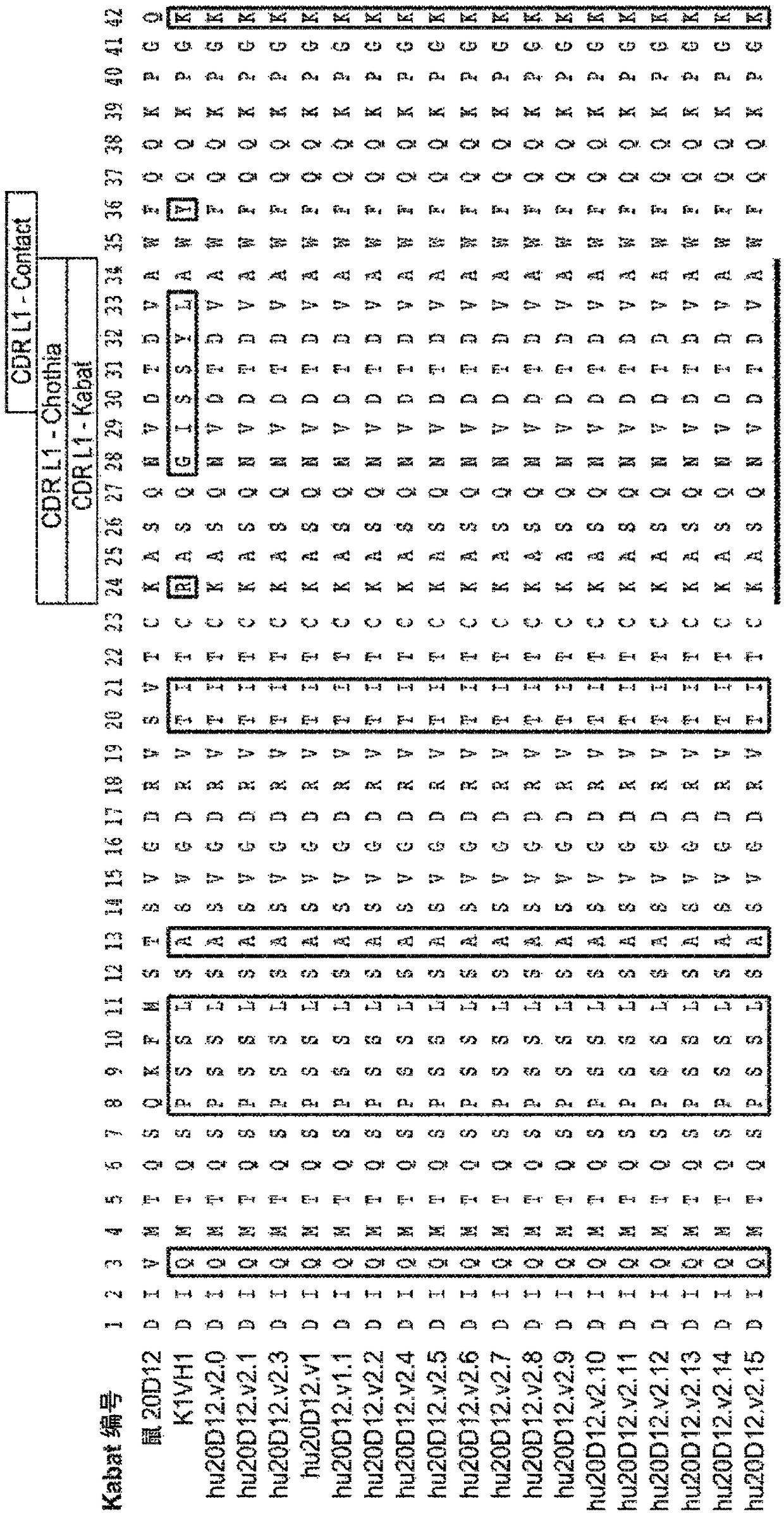 Anti-factor d antibodies and conjugates